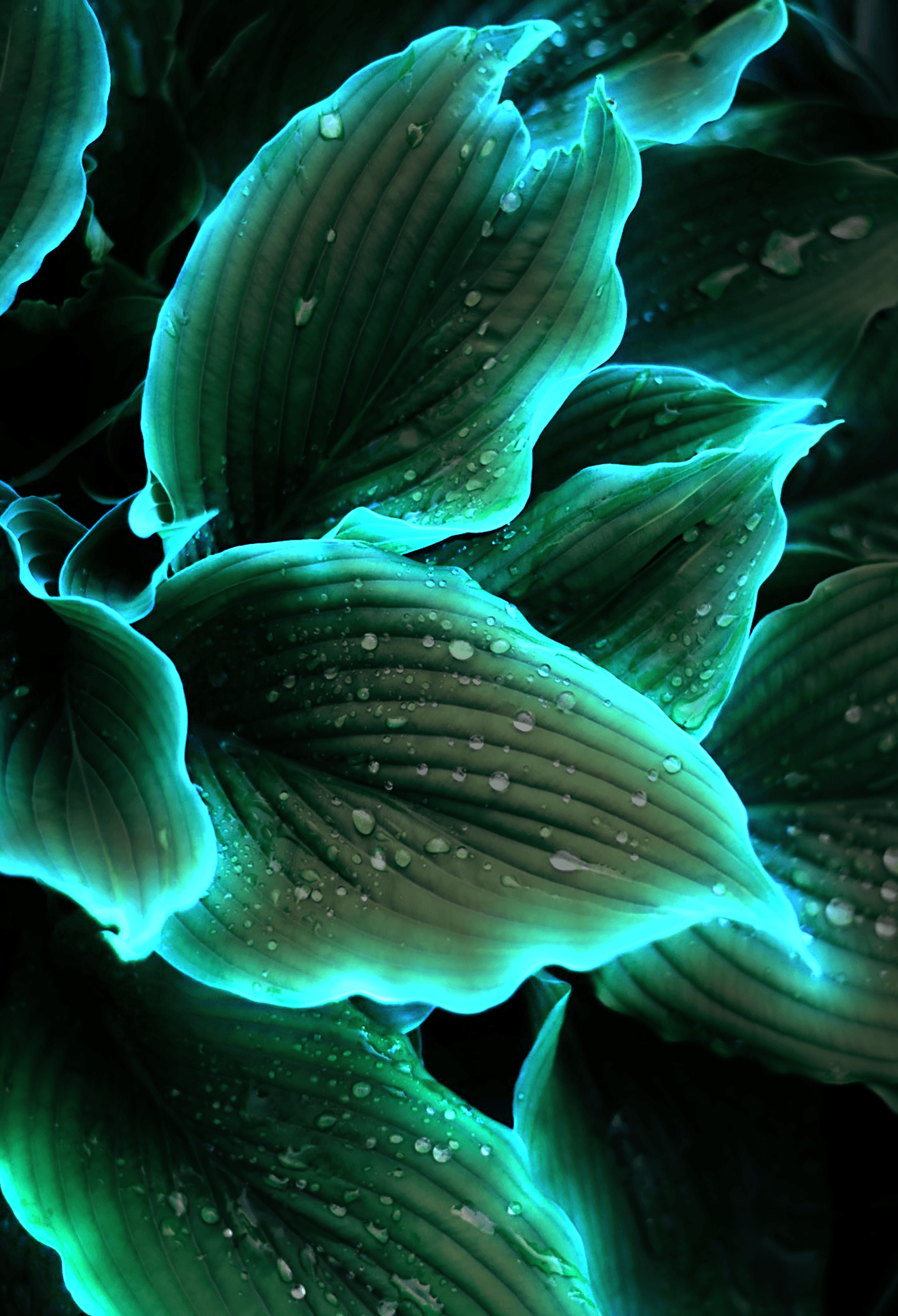 Glow Leaves